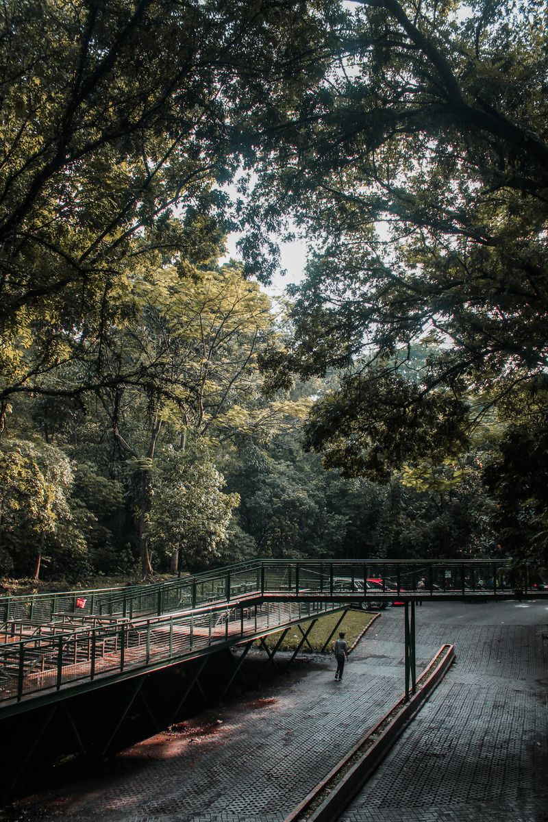 built structure, architecture, trees, the way forward, indonesia, tranquility, bridge - man made structure, wood, forest, change, forest walk babakan siliwangi