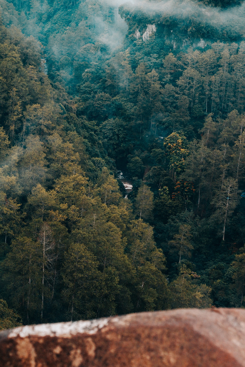 autumn, nature, cold, tree, growth, scenics - nature, plant, bandung, morning, one animal, tranquility, high angle view, land, coniferous tree, day, indonesia