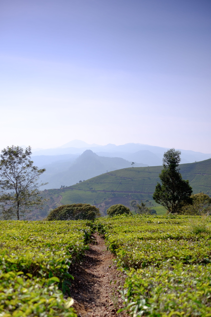 trail, unknown, land, adventure, clear sky, tranquil scene, beauty in nature, outdoors, garden, mountain range, bandung, green, nature, tea, mountain, no people