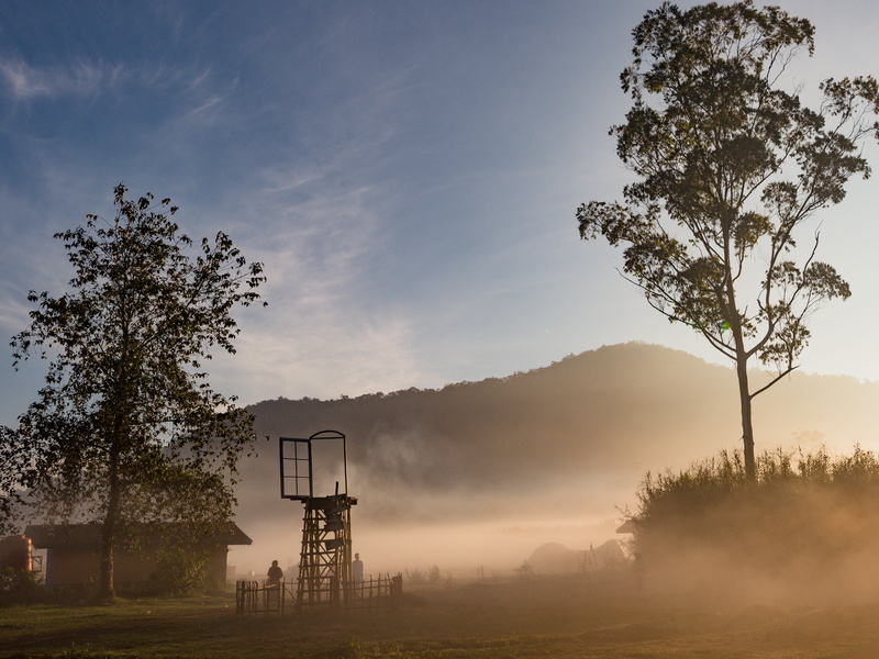 sunset, midst, fog, indonesia, tree, sun, landscape, field, beauty in nature, trees, land, outdoors, ranca upas, growth, 5K, environment, tranquility