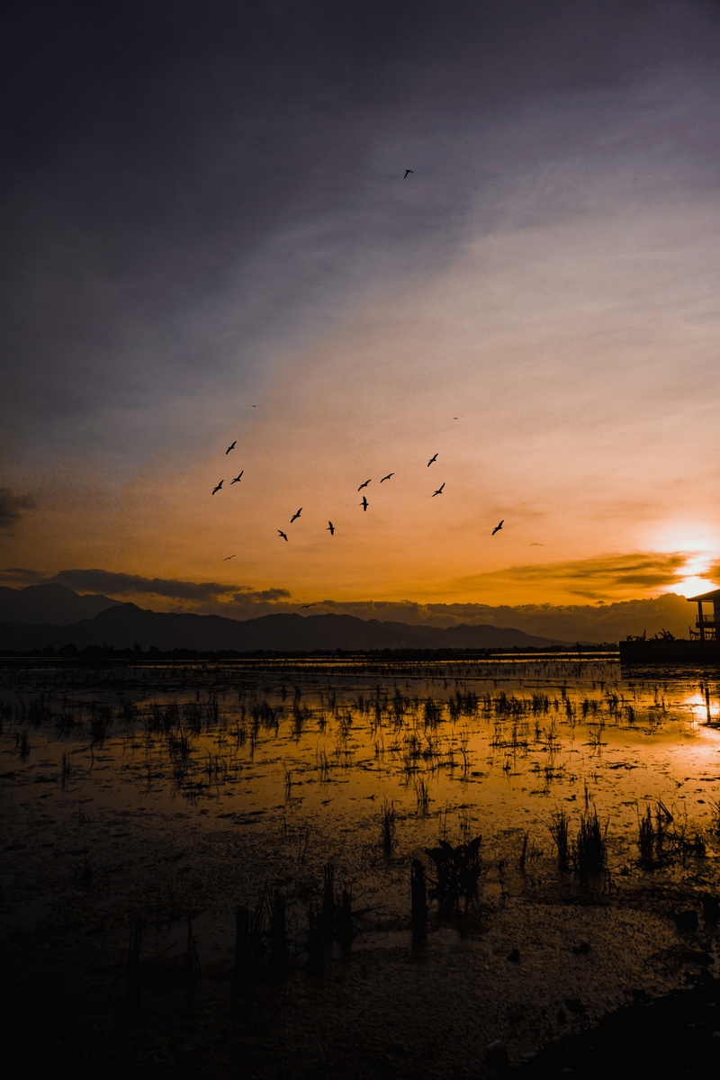 scenics - nature, flying, group of animals, 5K, outdoors, no people, animals in the wild, animal themes, animal, silhouette, bandung, vertebrate, beauty in nature