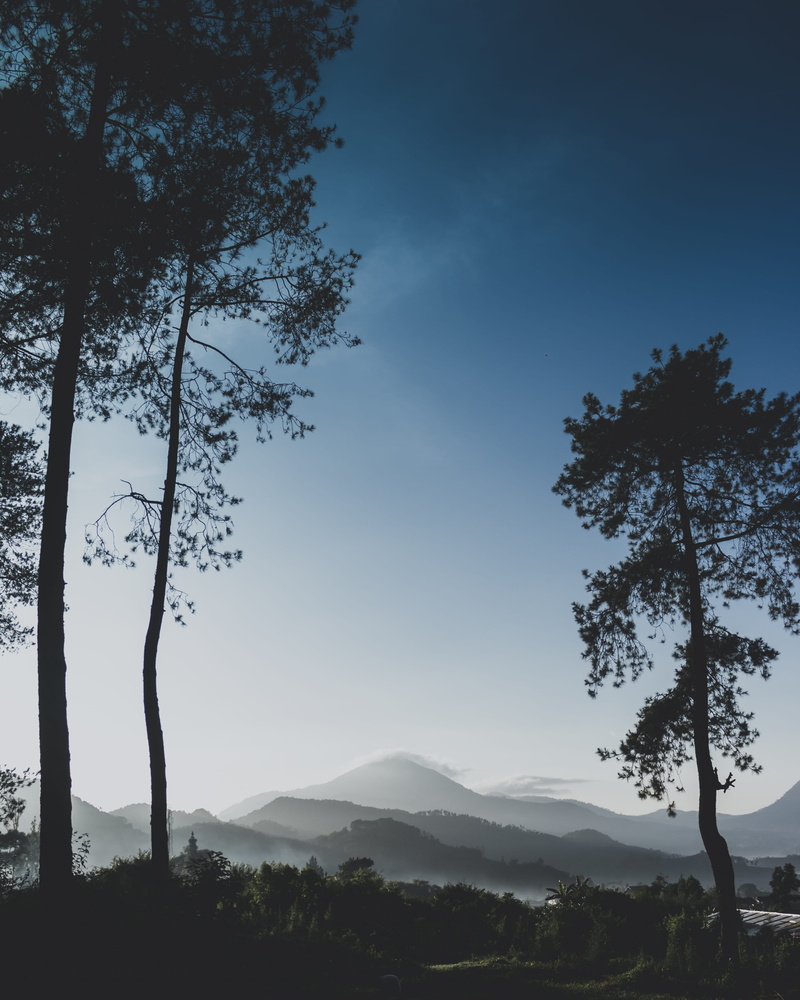environment, clear, nature, branch, 4K, landscape, beauty in nature, tree, growth, plant, bandung, trees, camping, land, lembang, tranquil scene, outdoors