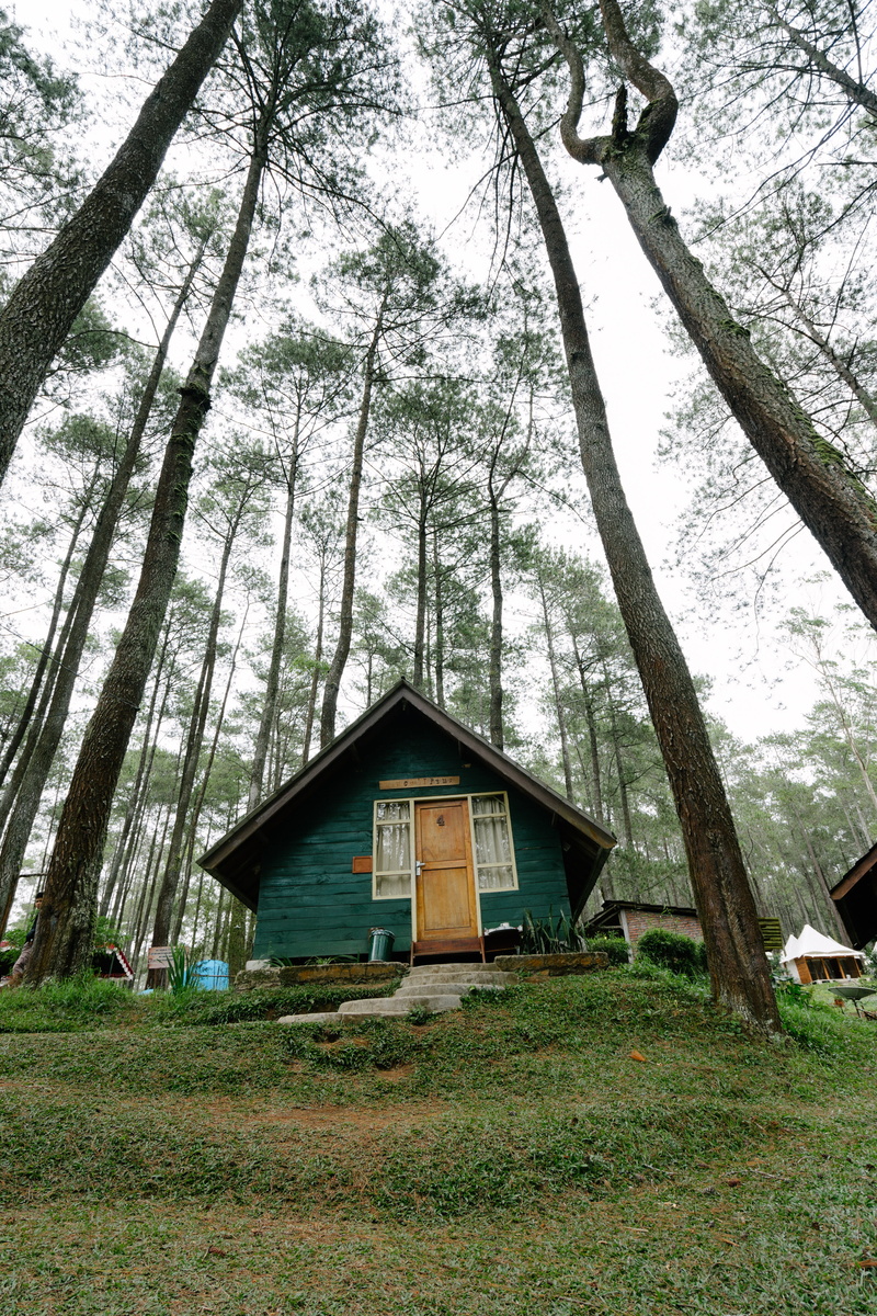 house, growth, bandung, forest, plant, tree trunk, field, day, trees, landscape, architecture, beauty in nature, camping, no people, trunk, wood, building exterior