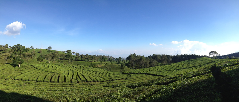 land, field, rural scene, sky, nature, tea valley, green, tea crop, blue, grass, agriculture, farm, no people, Bandung, landscape, Indonesia, 5K, food and drink