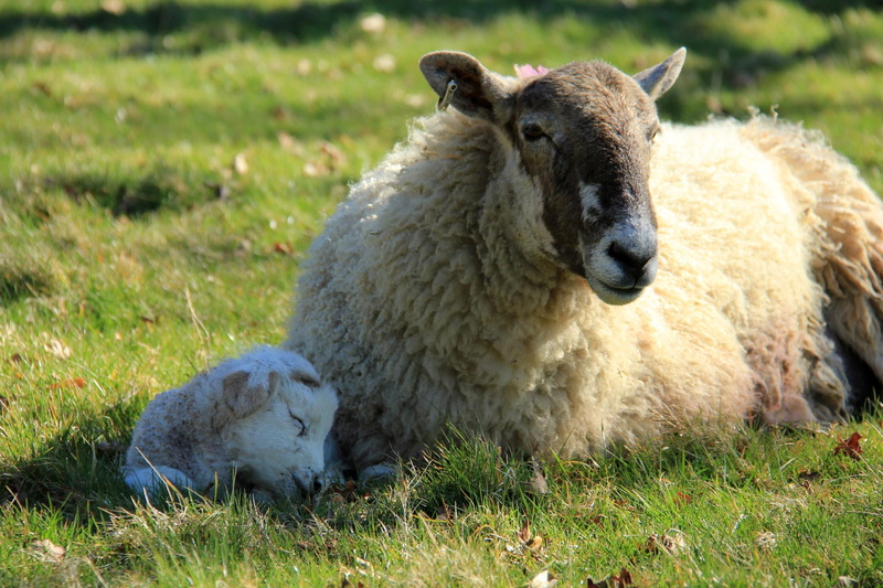 March, farm, Grass, 1080P, Photographer, Gardens, United Kingdom, NT, Spring, Lambing  Season, Bury St Edmunds, Stroll, Canon EOS 550D, Visit, Great Britain