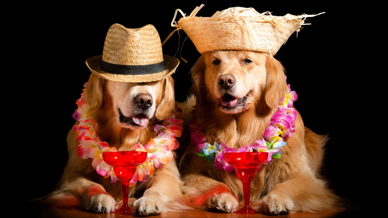 image, garland, glass, boozer, Golden Retriever, photoshoot, stay, black background, face, visitors, wreath, 4K, hat, flowers, Retriever, dog, Hawaiians