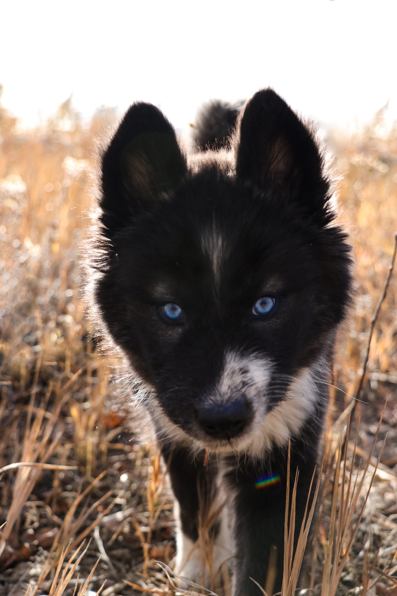 5K, animal body part, one animal, golden gate canyon state park visitor center, domestic animals, animal head, dog, husky, united states, puppy, canine