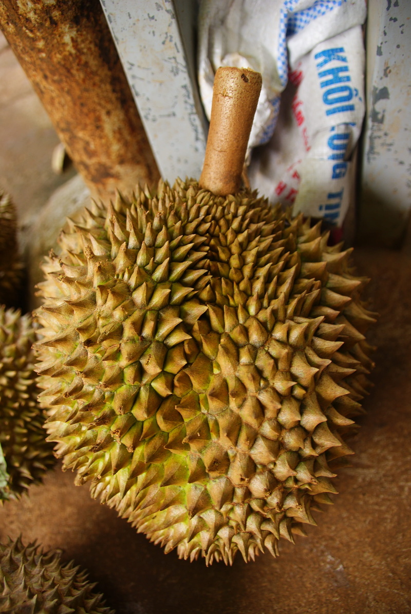 tropical fruit, outdoors, focus on foreground, close-up, healthy eating, nature, agriculture, day, wellbeing, taste, asian, tropical, exotic, yellow, tree