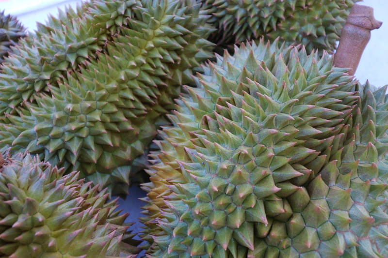 growth, full frame, spiked, succulent plant, natural pattern, green color, focus on foreground, cactus, botany, food, high angle view, sharp, nature, backgrounds