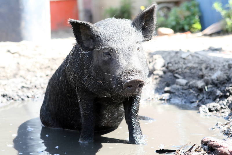 fat, big, piglet, one animal, farming, farm, close-up, female, healthy, boar, cute, outdoors, no people, dirty, stink, pink, mammal, smelly, focus on foreground