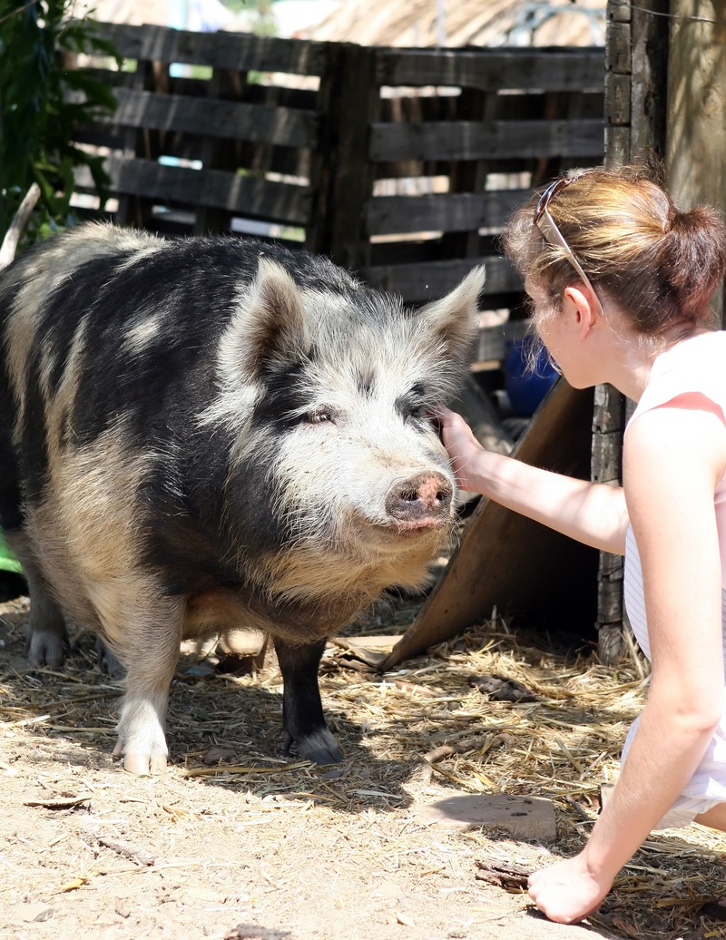 farm, pony, snout, herbivorous, pig, fat, lifestyles, one animal, mammal, eco, ear, animal, outside, woman, women, domestic, leisure activity, fattening