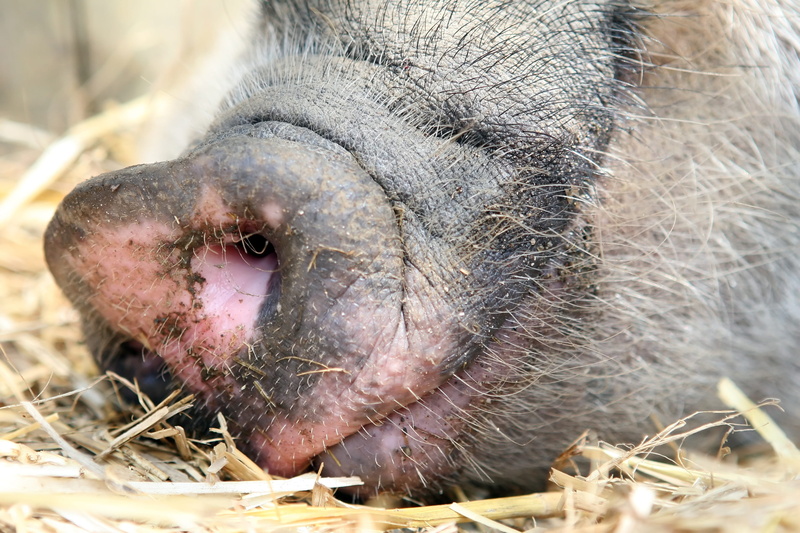 cute, 2K, animal themes, animal mouth, piglet, lady, farm, ear, wild, stink, dirty, herbivorous, domestic animals, organic, eco, farming, outside, yellow