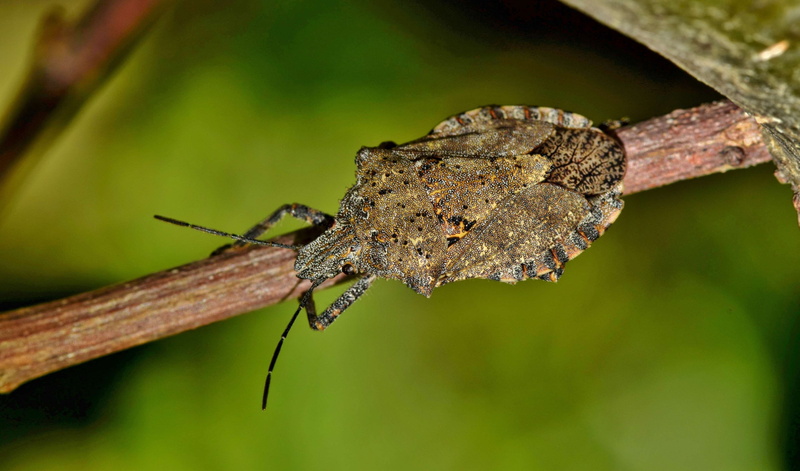 animal, day, antennae, animal wildlife, stink, rough stink bug, stinky, stink bug, close-up, flying insect, 4K, smelly, entomology, one animal, focus on foreground
