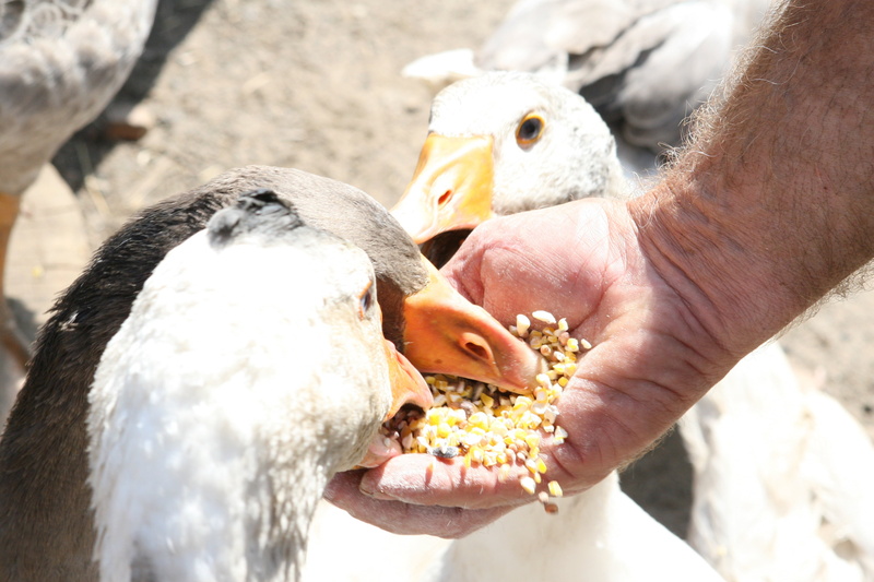 clean, straw, agriculture, bird, ham, hand, dirty, holding, chicken, nature, hen, smelly, animal, day, 2K, ear, cute, unrecognizable person, duck, farm