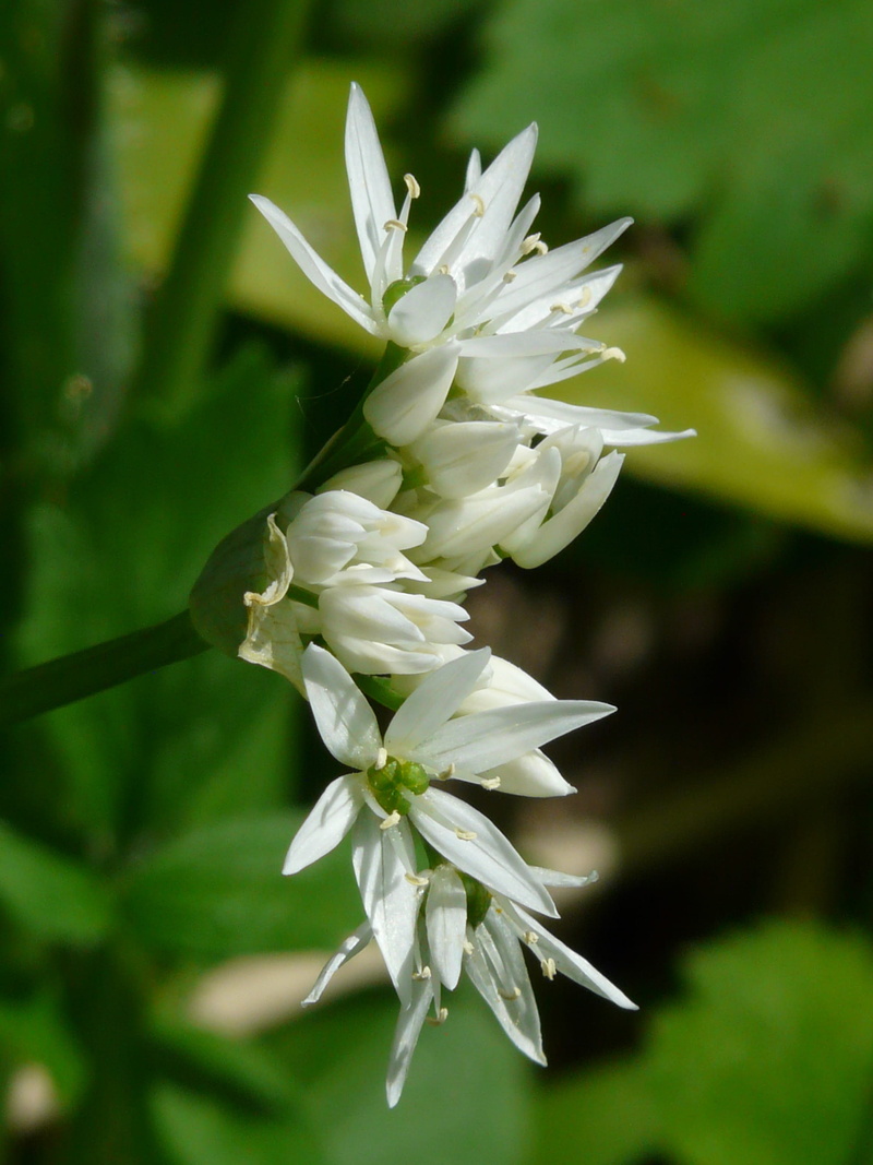 Blossom, witch onion, outdoors, flower, medicinal plant, flowering plant, edible, growth, allium ursinum, selective focus, garlic, close-up, nature, white
