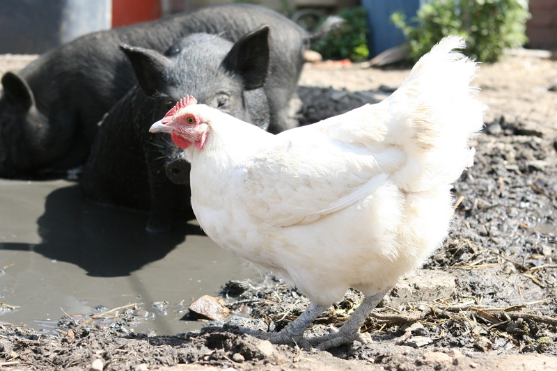 pork, fat, chicken - bird, fowl, cute, family, sunlight, white color, smell, snout, mammal, stink, pig, duck, focus on foreground, boar, animal themes