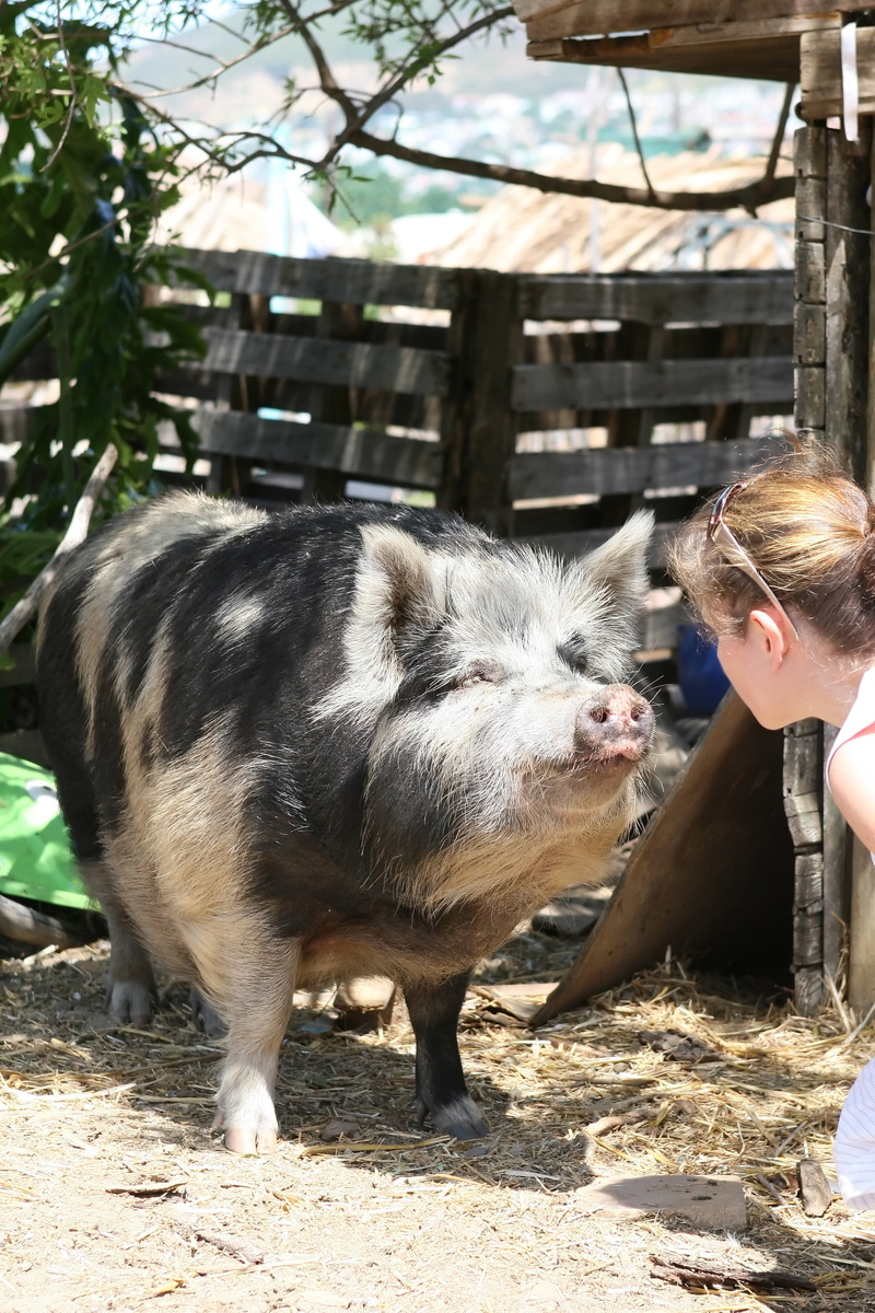 rural Scene, looking, female, smelly, pets, straw, smell, farm, bristles, fat, ear, family, friend, real people, agriculture, slaughter, sunlight, domestic