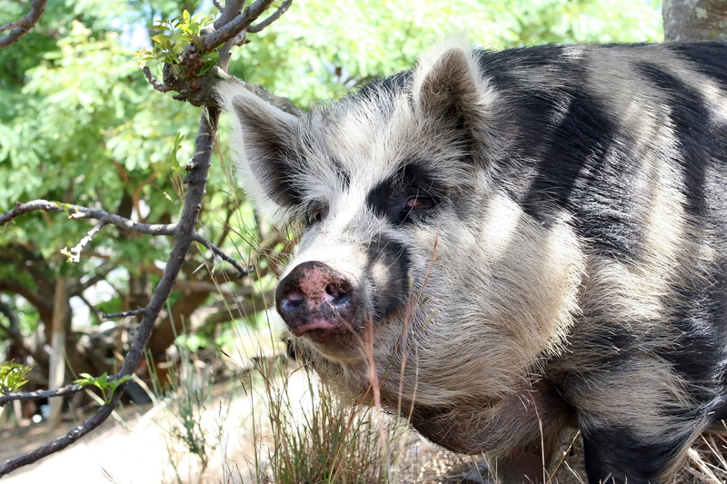 shelter, eco, tree, cute, one animal, land, straw, clean, smelly, snout, domestic animals, vertebrate, day, outside, fat, animal themes, stink, 2K, animal