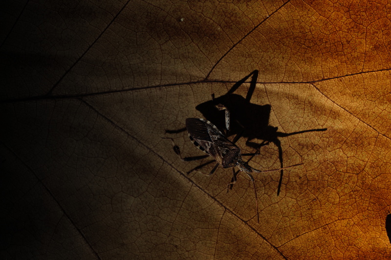 shadow, plant part, animal, dry, leaf, insect, sunlight, outdoors, animals in the wild, smelly, one animal, animal wildlife, black, invertebrate, autumn