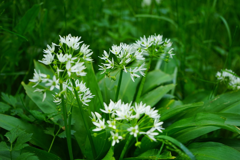 green color, flowering plant, wild garlic, herb, smelly, forest plant, ramsen, nature, plant part, fragility, garlic spinach, wood garlic, 5K, white, flower