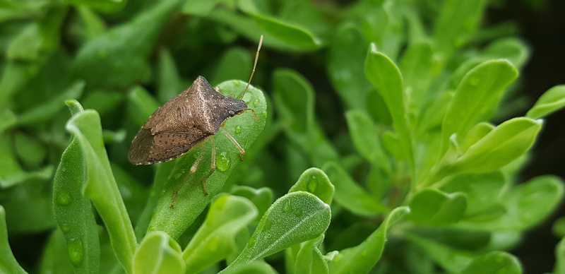 growth, one animal, butterfly - insect, brown stink bug, no people, outdoors, entomology, brown, animals in the wild, close-up, stink, animal body part