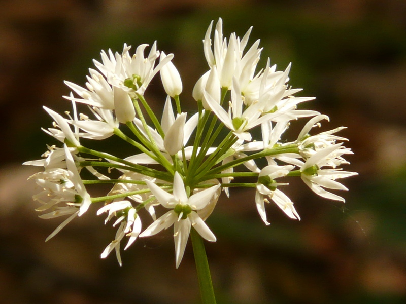 bears garlic, selective focus, no people, wood garlic, freshness, garlic, medicinal plant, waldherre, white, inflorescence, 2K, taste, forest plant, close-up