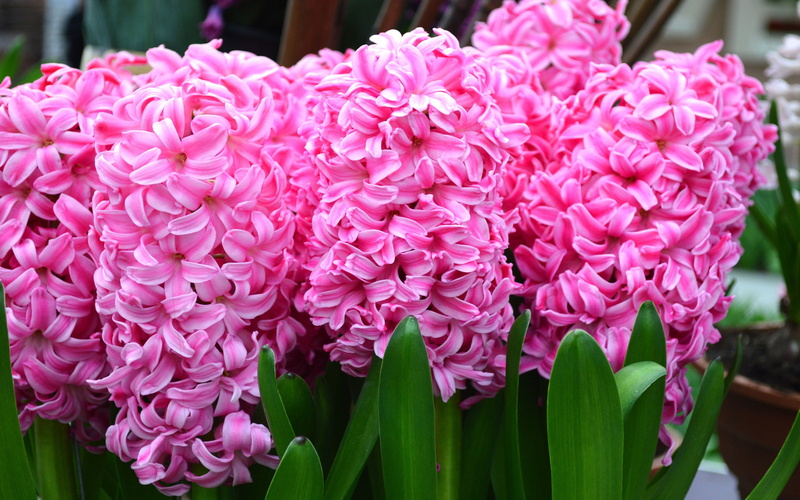 growth, flower, plant part, smelly, turkmenistan, flowering, urc, iraq, freshness, purple, syria, no people, hyacinthus, balkans, flower head, 4K, beauty in nature