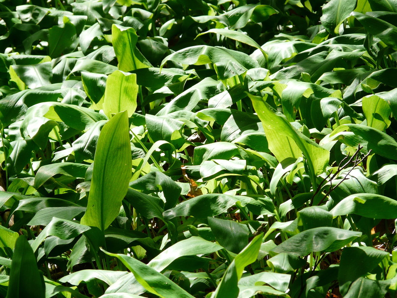 garlic leaves, plant, leaf, smell, sunlight, spring, food and drink, allium ursinum, no people, full frame, nature, growth, close-up, bloom, bears garlic