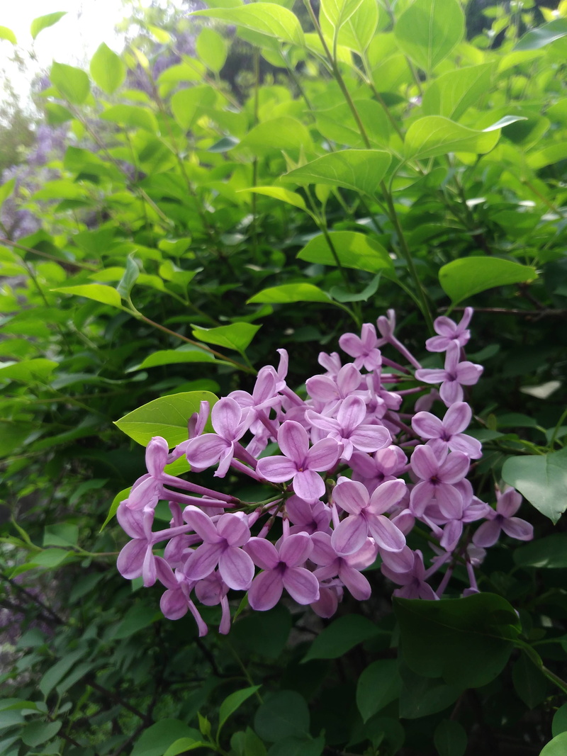 bunch of flowers, beauty in nature, no people, fragility, lilac, inflorescence, growth, springtime, pink color, leaf, vulnerability, outdoors, plant part