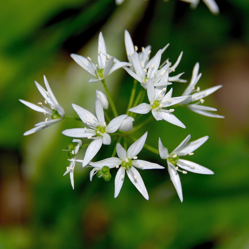 flower, flower head, no people, edible, growth, garlic spinach, taste, blossom, white color, forest, green, focus on foreground, fragility, plant, 2K
