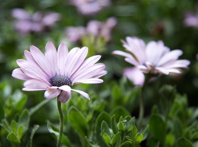 petal, outdoors, focus on foreground, growth, smelly hibiscus, no people, inflorescence, large hibiscus, summer, osteospermum, green color, fragility, pollen