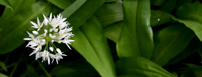leaves, white, close-up, 2K, nature, blossom, bears garlic, botany, header, smelly, banner, plant, fragility, spring, inflorescence, growth, plant part