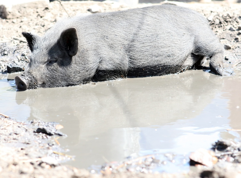 dirty, pork, smelly, domestic, lake, sow, nature, no people, vertebrate, healthy, lady, domestic animals, girl, snort, straw, farming, sleeping, wild, 2K
