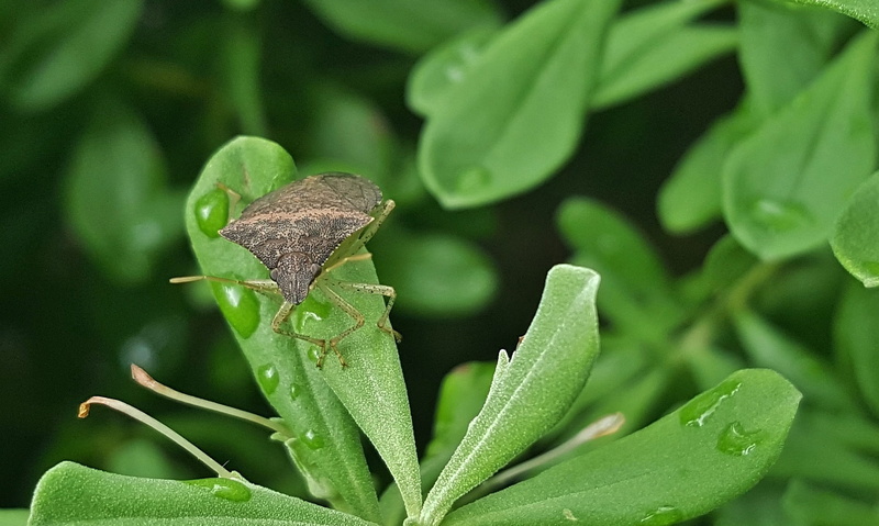 Wallpaper ID: 930413 / stink bug, foliage, animals in the wild, brown ...