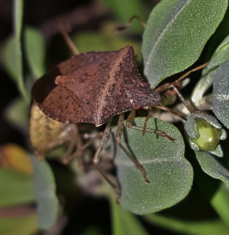 animal, bug, beauty in nature, no people, flying insect, leaf, focus on foreground, growth, day, close up, Brown, one animal, 2K, brown bug, drop, leaves