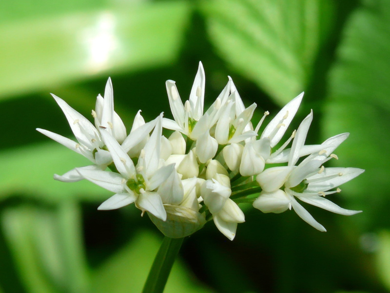 garlic, close-up, growth, flower head, vulnerability, allium ursinum, 2K, vegetable plant, no people, allium, spring, garlic spinach, beauty in nature