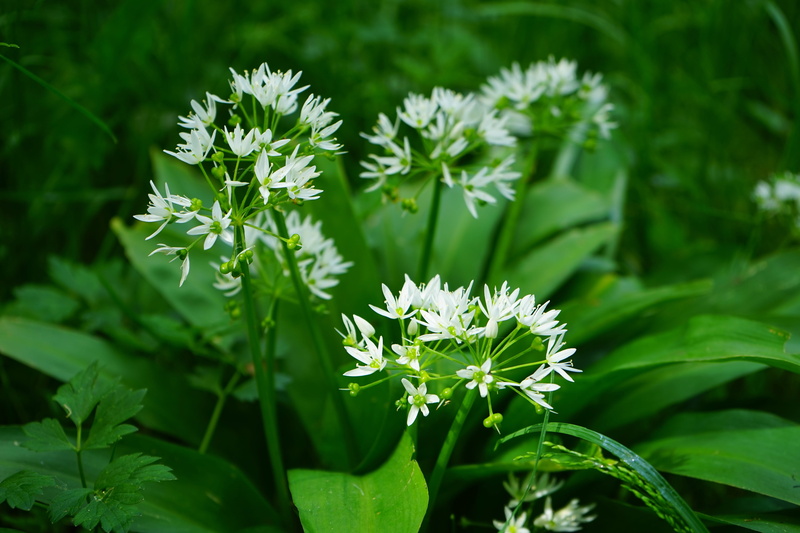 smell, beauty in nature, taste, plant, allium, focus on foreground, white, bloom, selective, flowering plant, growth, smelly, garlic spinach, wild garlic