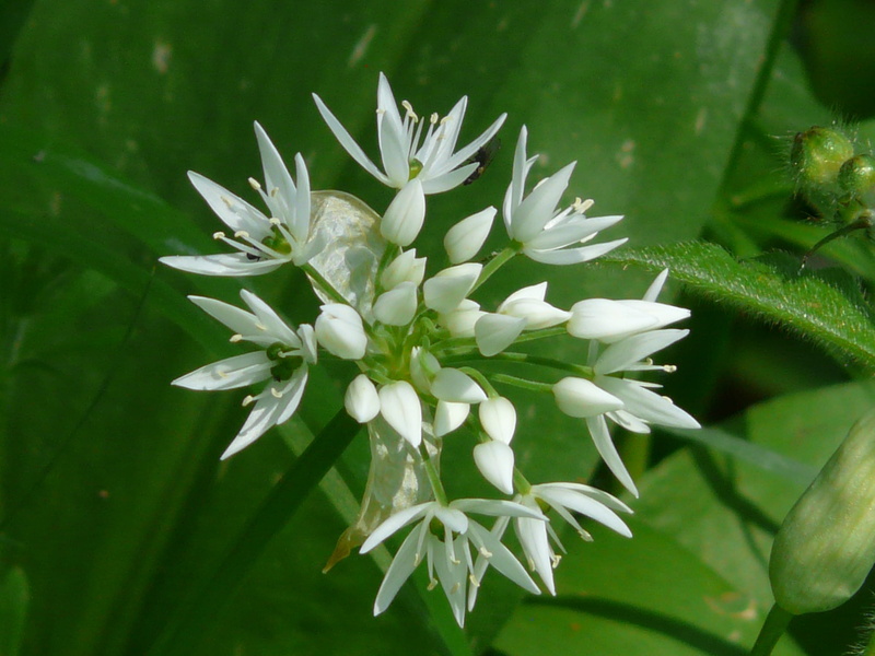 medicinal plant, nature, no people, white color, gypsy spring, wood garlic, allium ursinum, edible, flower, bears garlic, leaf, focus on foreground, smell