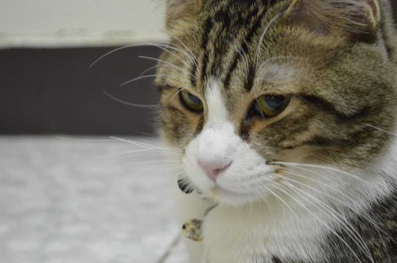feline, animal, animal body part, indoors, cat, focus on foreground, mike si, looking, looking away, animal eye, animal head, animal themes, mammal, no people