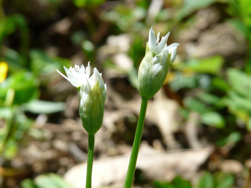 plant, land, day, ramsen, 2K, freshness, green color, edible, beauty in nature, witch onion, fragility, white color, close-up, allium, plant stem, spring