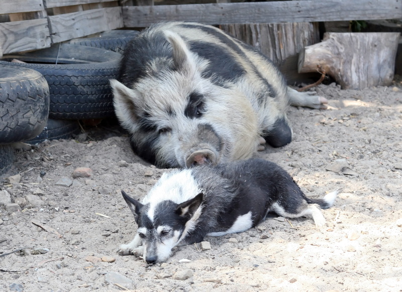 ear, lady, animal family, hound, sow, lying down, day, Bacon, pets, domestic animals, dirty, wild, snort, pink, land, farming, nature, animal themes, smell