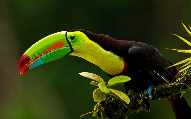 keel, desktop, america, rainbow, 1080P, hd, billed, latin, breasted, bird, colorful, sulfur, toucan, known