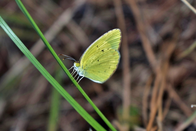 arthropod, butterfly - insect, yellow butterfly, no people, colors, plant part, plant, animal themes, 4K, nature, grass, butterfly, bug, little yellow