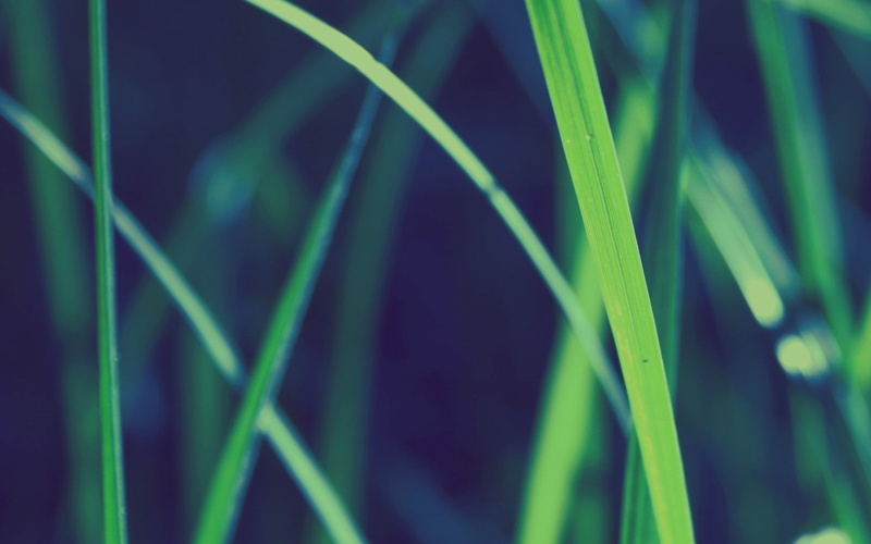 environment, selective, tranquility, field, green, abstract, full frame, blade of Grass, plant part, nature, summer, springtime, meadow, pattern, macro