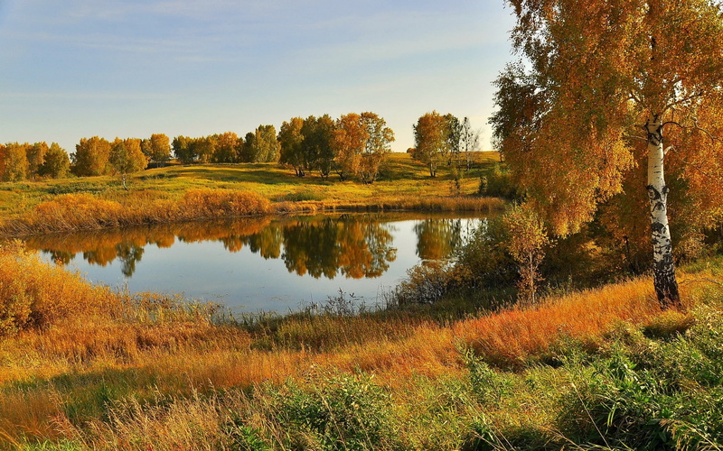 no people, lake, nature, reflection, field, trees, autumn, blue, outdoors, beauty in nature, wheat, tranquil scene, brown, birch, tranquility, tree, growth