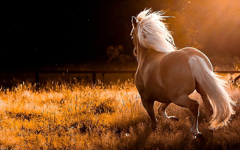 wallpapers, horse, red, 4K, grass, computer, dry, sunset, desktop, field