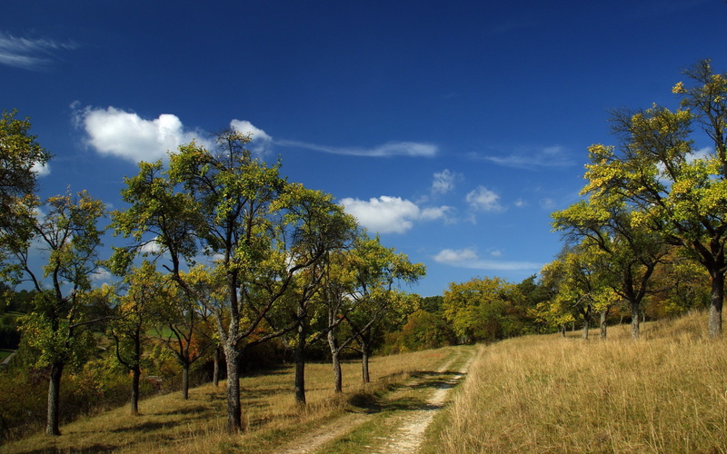 road, grass, day, field, growth, plant, dry grass, 2K, trees, green color, path, no people, tree, sky, cloud - sky, non-urban scene, trail, nature, beauty in nature