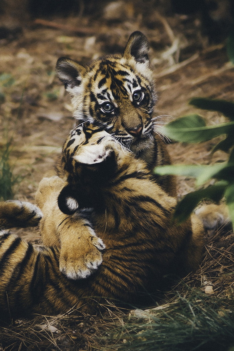 cat, relaxation, young animal, one animal, leaves, tiger, tree, animal themes, plant, no people, animals in the wild, animal wildlife, 720P, portrait