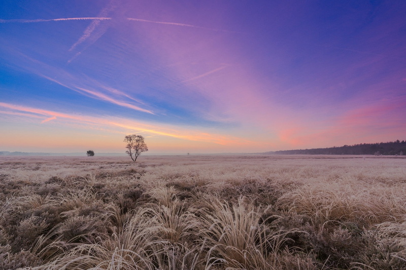 landscape, purple sky, field, plains, 1080P, sunrise, dry grass