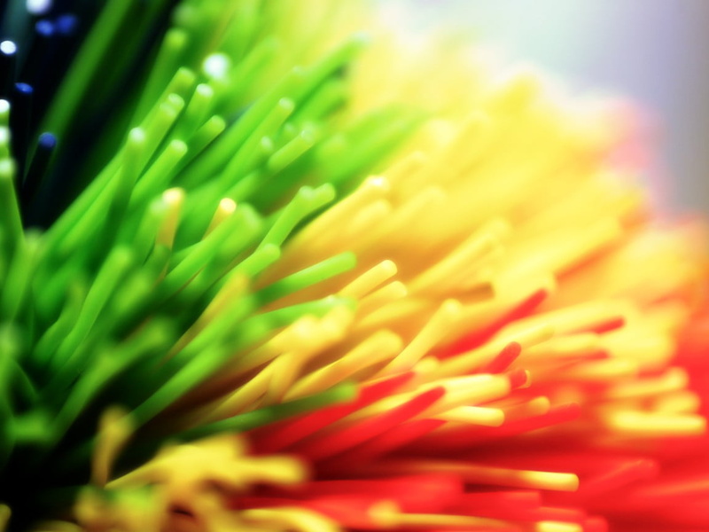 inflorescence, 480P, selective focus, nature, flower head, focus on foreground, fiber optic, plant, flowering plant, flower, no people, green color, growth